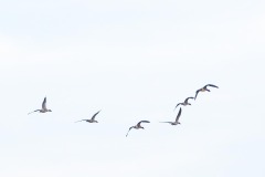 1_P3250227-3